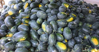 Bí đỏ, dưa hấu còn 5.000-10.000 đồng/kg, nhiều nơi kêu gọi giải cứu