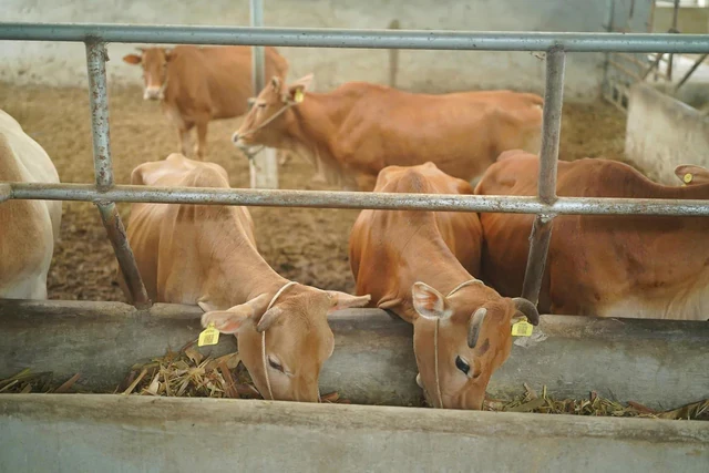 Bò H’Mông đối đầu “truyền thuyết” bò Wagyu, trâu đông lạnh Ấn Độ xoa dịu hầu bao khách hàng trong nước