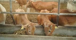 Bò H’Mông đối đầu “truyền thuyết” bò Wagyu, trâu đông lạnh Ấn Độ xoa dịu hầu bao khách hàng trong nước