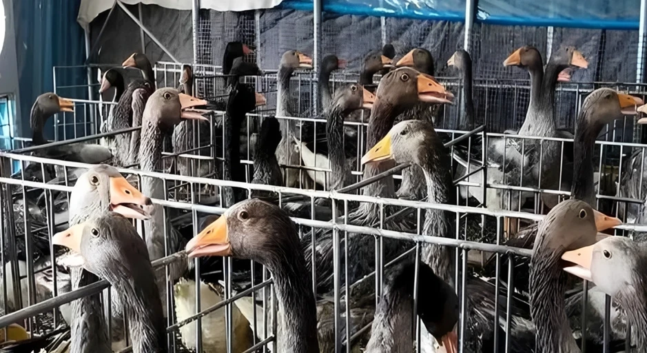 Bỏ phố về quê nuôi ngỗng, người đàn ông xây đế chế gan ngỗng thách thức Pháp Bỏ phố về quê nuôi ngỗng, người đàn ông xây đế chế gan ngỗng thách thức Pháp