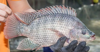 Brazil tăng mua loại cá giá rẻ của Việt Nam gấp 222 lần, Nhật Bản đưa vào sushi