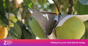 Bưởi và chanh Việt Nam chính thức có 'visa' vào Trung Quốc