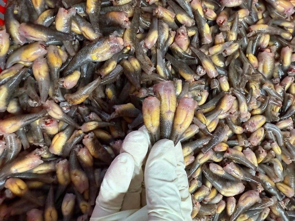 Cá bống trứng cuối mùa, giá tới 800.000/kg vẫn hút khách Cá bống trứng cuối mùa, giá tới 800.000/kg vẫn hút khách