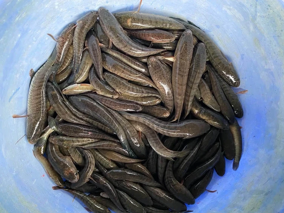 Cá đồng mùa lũ "bắt không kịp bán", giá tăng 20% Cá đồng mùa lũ "bắt không kịp bán", giá tăng 20%