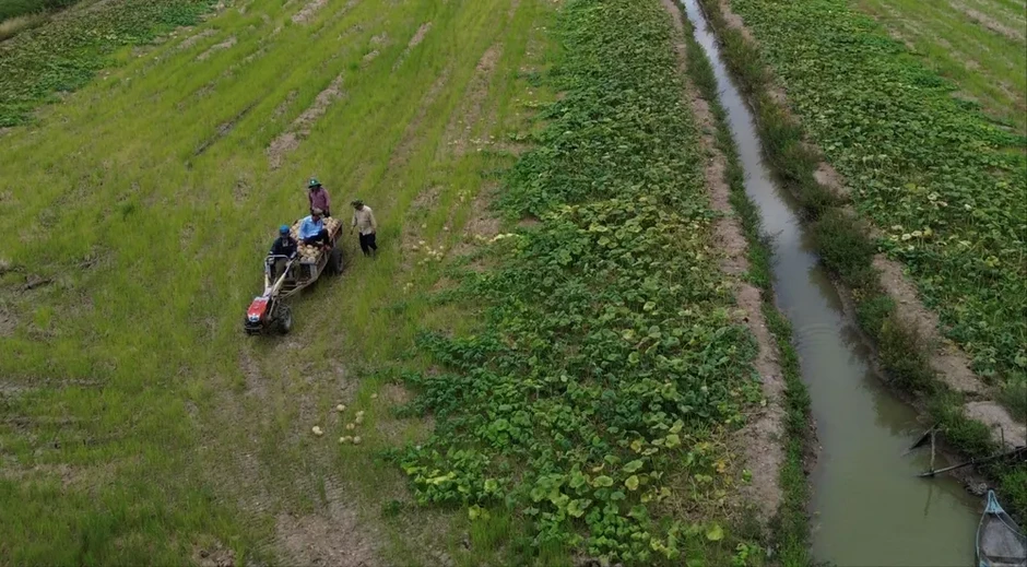 Cà Mau: Bí đỏ... bí đầu ra, địa phương kêu gọi giải cứu Cà Mau: Bí đỏ... bí đầu ra, địa phương kêu gọi giải cứu