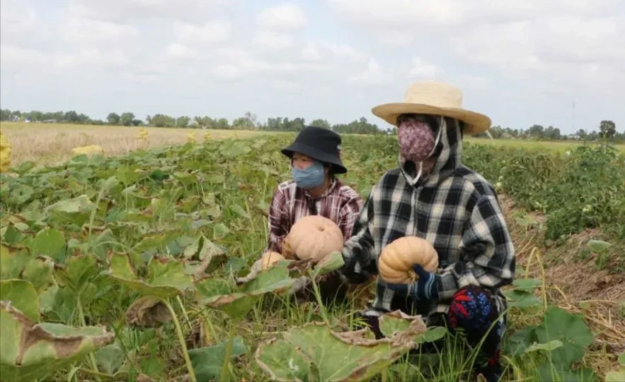 Cà Mau: Bí đỏ... bí đầu ra, địa phương kêu gọi giải cứu Cà Mau: Bí đỏ... bí đầu ra, địa phương kêu gọi giải cứu