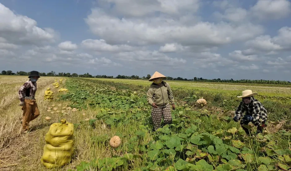Cà Mau: Bí đỏ... bí đầu ra, địa phương kêu gọi giải cứu Cà Mau: Bí đỏ... bí đầu ra, địa phương kêu gọi giải cứu