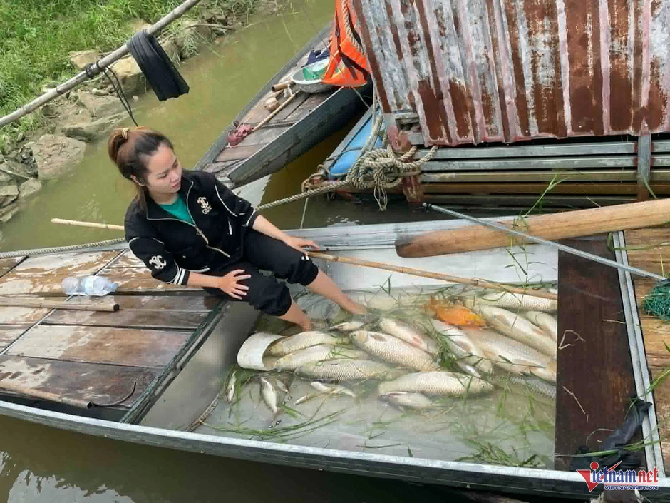 Cá nuôi lồng trên sông Lam bất ngờ nổi trắng mặt nước, chết hàng loạt Cá nuôi lồng trên sông Lam bất ngờ nổi trắng mặt nước, chết hàng loạt