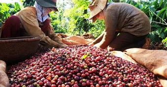 Cà phê Việt bán khắp châu Âu, vì sao người tiêu dùng không biết?