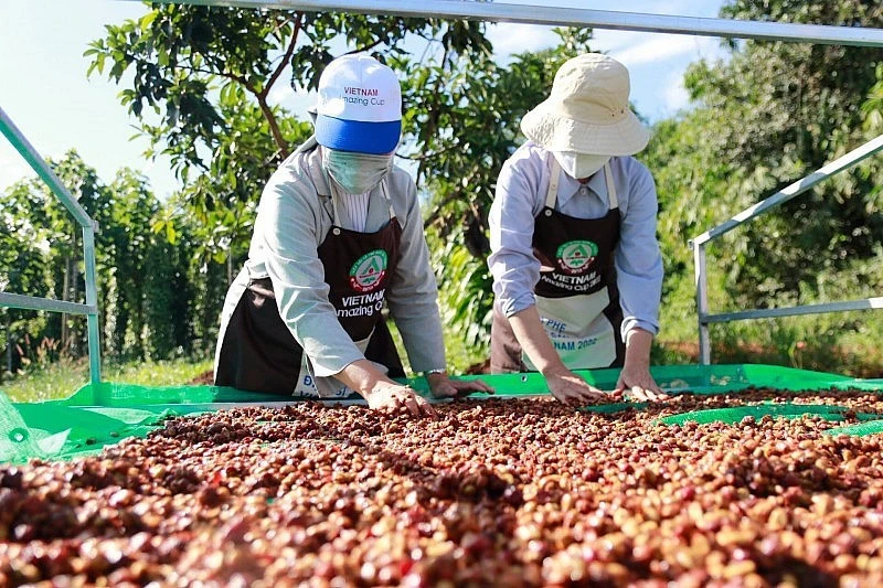 Cà phê Việt bán nhiều, thu ít, chờ sức bật từ vụ mới Cà phê Việt bán nhiều, thu ít, chờ sức bật từ vụ mới