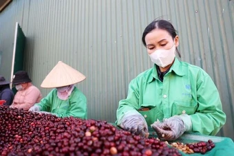 Cà phê Việt bán nhiều, thu ít, chờ sức bật từ vụ mới