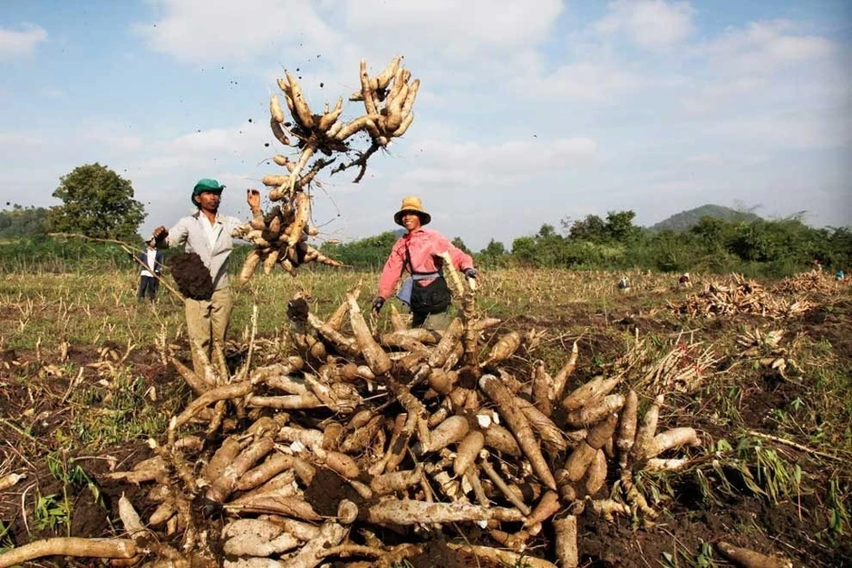 Campuchia hái ra tiền với loại 'vàng trắng' Việt Nam xuất khẩu top 3 thế giới: 8 tháng thu gần 500 triệu USD Campuchia hái ra tiền với loại 'vàng trắng' Việt Nam xuất khẩu top 3 thế giới: 8 tháng thu gần 500 triệu USD