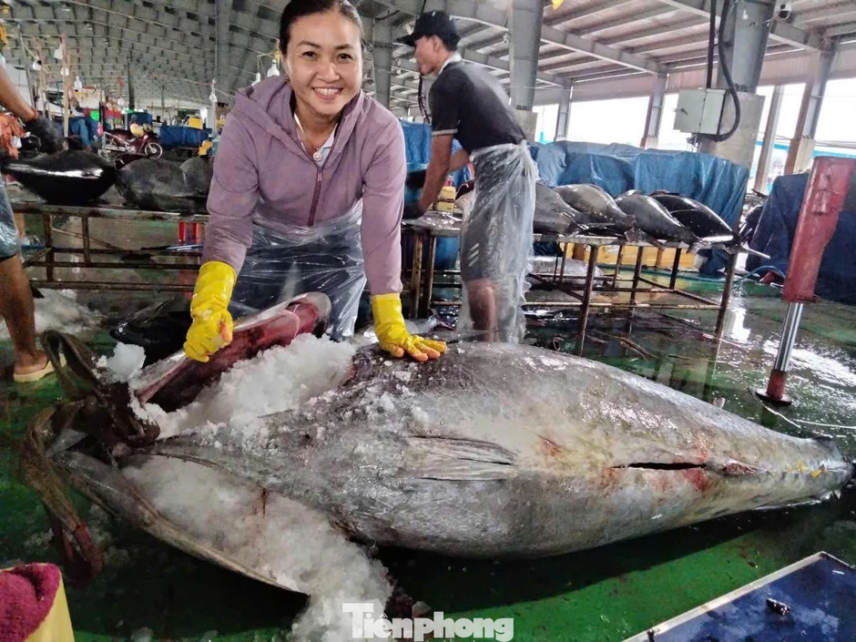 Cận cảnh cá ngừ đại dương nặng cả tạ được cẩu lên bờ sau chuyến biển Cận cảnh cá ngừ đại dương nặng cả tạ được cẩu lên bờ sau chuyến biển