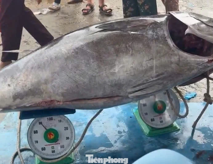Cận cảnh cá ngừ đại dương nặng cả tạ được cẩu lên bờ sau chuyến biển Cận cảnh cá ngừ đại dương nặng cả tạ được cẩu lên bờ sau chuyến biển