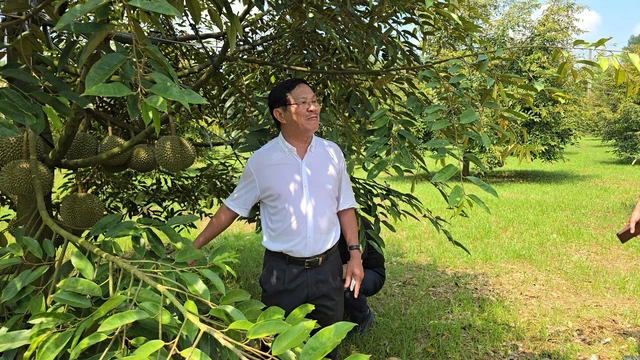 Cận cảnh vườn sầu riêng siêu đắt đỏ ở TP HCM