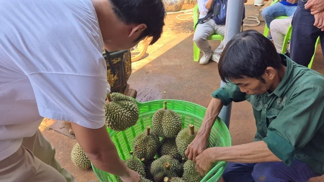 Cận cảnh vườn sầu riêng siêu đắt đỏ ở TP HCM