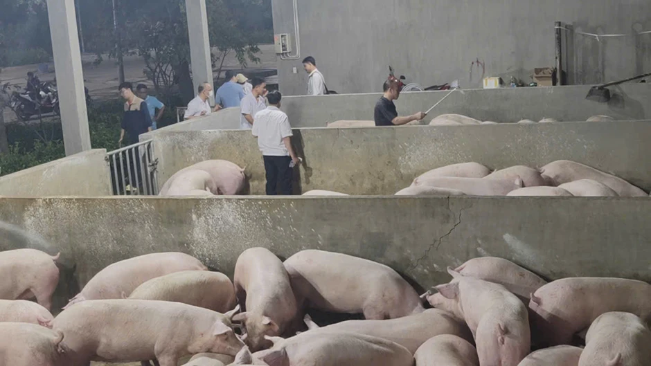 Chặn 3 xe chở lợn vào TPHCM, tiêu hủy hơn 35 tấn vì nhiễm chất cấm và dịch bệnh Chặn 3 xe chở lợn vào TPHCM, tiêu hủy hơn 35 tấn vì nhiễm chất cấm và dịch bệnh