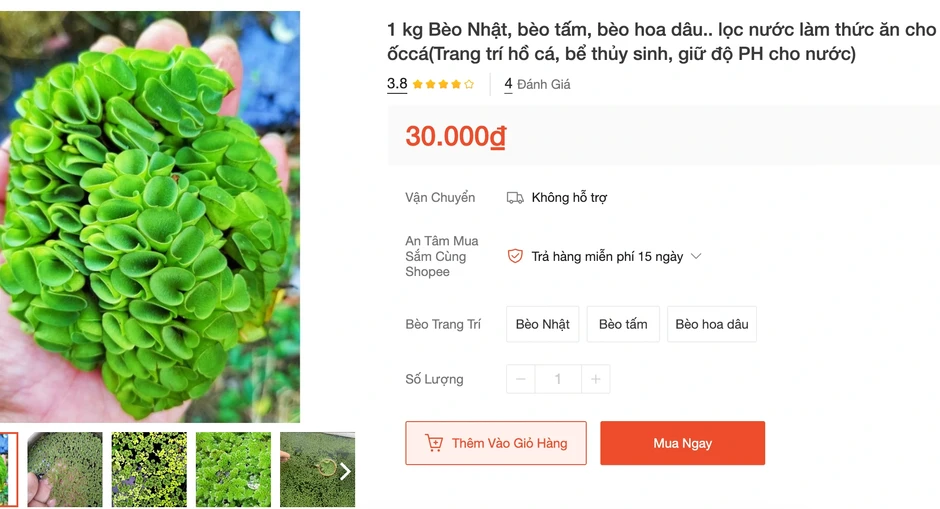 Chăn nuôi gặp khó: Giá gà công nghiệp rẻ hơn bèo Chăn nuôi gặp khó: Giá gà công nghiệp rẻ hơn bèo