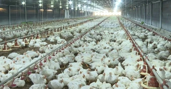 Chăn nuôi gặp khó: Giá gà công nghiệp rẻ hơn bèo