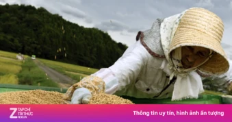 Châu Á mua hàng nghìn tấn gạo Mỹ