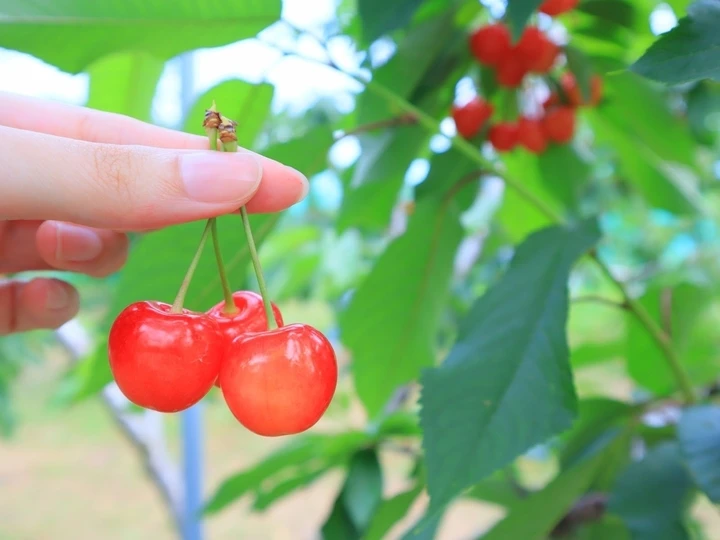 Cherry Nhật Bản hơn 4 triệu đồng/trái được trồng cầu kỳ như thế nào? Cherry Nhật Bản hơn 4 triệu đồng/trái được trồng cầu kỳ như thế nào?