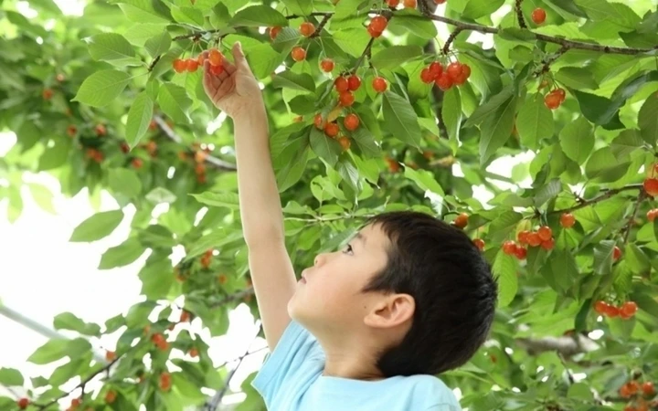 Cherry Nhật Bản hơn 4 triệu đồng/trái được trồng cầu kỳ như thế nào? Cherry Nhật Bản hơn 4 triệu đồng/trái được trồng cầu kỳ như thế nào?