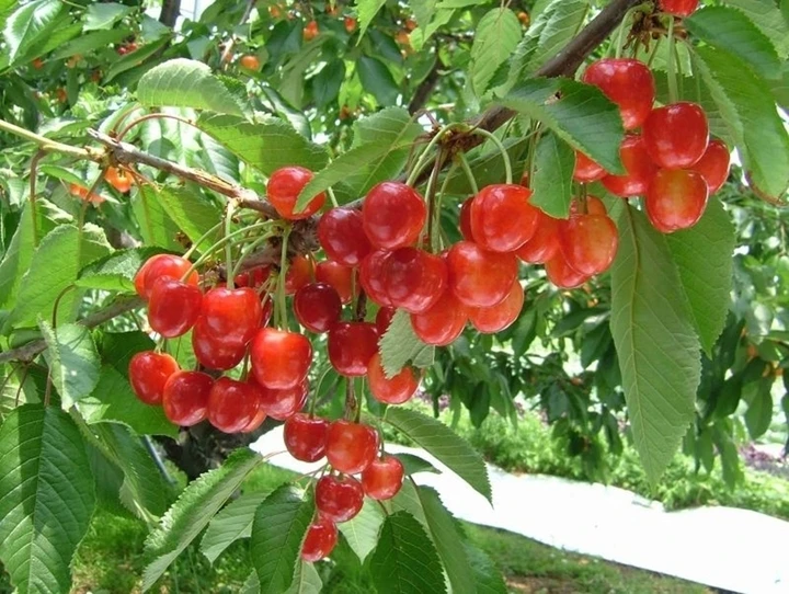 Cherry Nhật Bản hơn 4 triệu đồng/trái được trồng cầu kỳ như thế nào? Cherry Nhật Bản hơn 4 triệu đồng/trái được trồng cầu kỳ như thế nào?