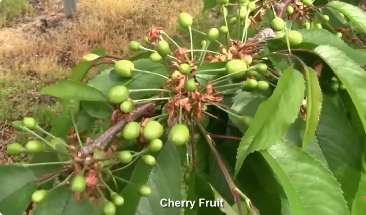 Cherry Nhật Bản hơn 4 triệu đồng/trái được trồng cầu kỳ như thế nào? Cherry Nhật Bản hơn 4 triệu đồng/trái được trồng cầu kỳ như thế nào?
