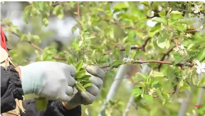 Cherry Nhật Bản hơn 4 triệu đồng/trái được trồng cầu kỳ như thế nào? Cherry Nhật Bản hơn 4 triệu đồng/trái được trồng cầu kỳ như thế nào?