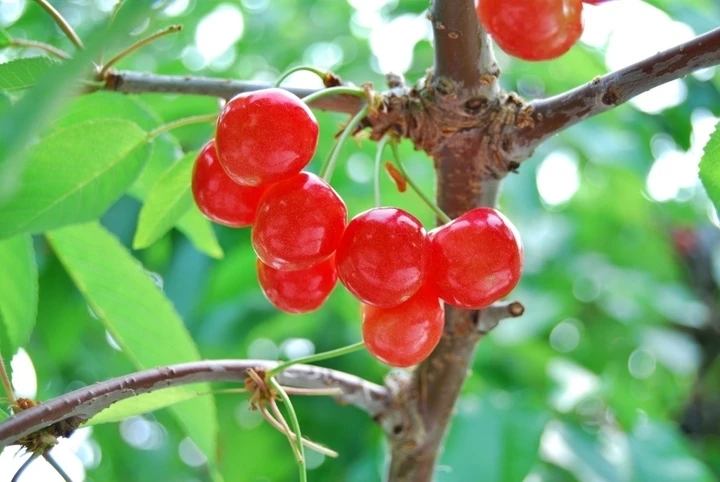 Cherry Nhật Bản hơn 4 triệu đồng/trái được trồng cầu kỳ như thế nào? Cherry Nhật Bản hơn 4 triệu đồng/trái được trồng cầu kỳ như thế nào?