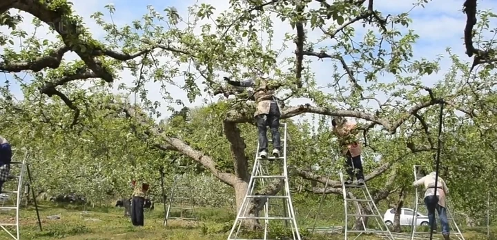 Cherry Nhật Bản hơn 4 triệu đồng/trái được trồng cầu kỳ như thế nào? Cherry Nhật Bản hơn 4 triệu đồng/trái được trồng cầu kỳ như thế nào?