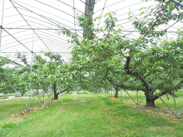 Cherry Nhật Bản hơn 4 triệu đồng/trái được trồng cầu kỳ như thế nào? Cherry Nhật Bản hơn 4 triệu đồng/trái được trồng cầu kỳ như thế nào?
