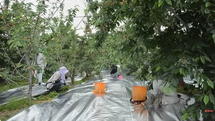 Cherry Nhật Bản hơn 4 triệu đồng/trái được trồng cầu kỳ như thế nào? Cherry Nhật Bản hơn 4 triệu đồng/trái được trồng cầu kỳ như thế nào?