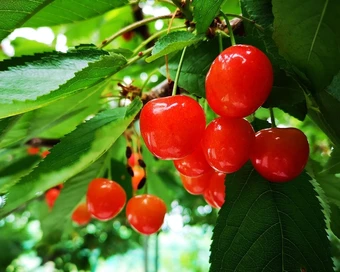 Cherry Nhật Bản hơn 4 triệu đồng/trái được trồng cầu kỳ như thế nào?