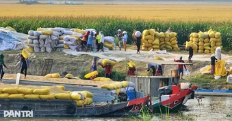 Chi tiết điều kiện doanh nghiệp phải đáp ứng nếu muốn xuất khẩu gạo từ 1/10