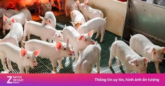 Công ty của tỷ phú Trần Đình Long bán hơn 200.000 con heo sau 6 tháng