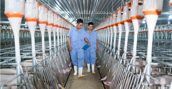 Công ty đề xuất nuôi lợn trong nhà cao tầng bị phạt do vi phạm cạnh tranh Công ty đề xuất nuôi lợn trong nhà cao tầng bị phạt do vi phạm cạnh tranh