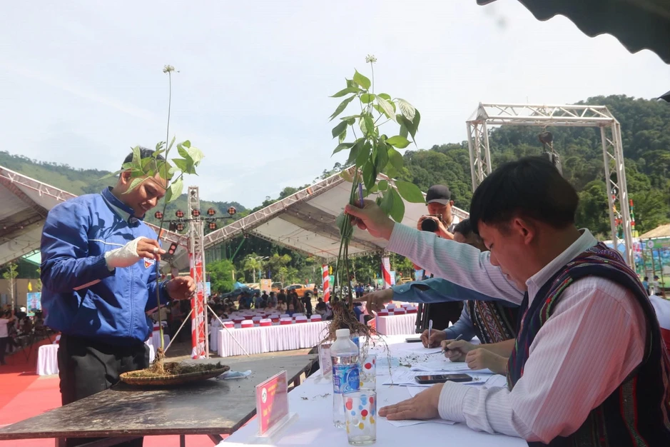 Đà Nẵng cam kết hoàn tiền nếu phát hiện tam thất giả danh sâm Ngọc Linh Đà Nẵng cam kết hoàn tiền nếu phát hiện tam thất giả danh sâm Ngọc Linh