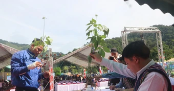 Đà Nẵng cam kết hoàn tiền nếu phát hiện tam thất giả danh sâm Ngọc Linh