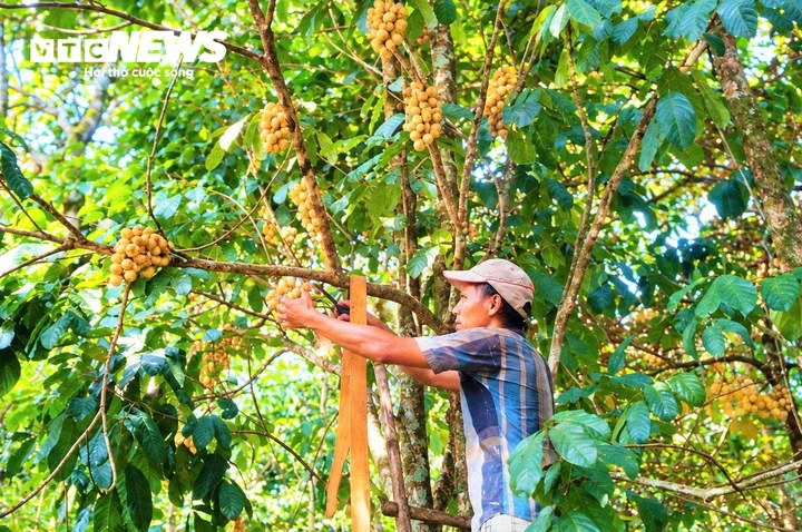 Đặc sản tiến vua vào mùa thu hoạch, nông dân xứ Tiên bỏ túi bạc triệu Đặc sản tiến vua vào mùa thu hoạch, nông dân xứ Tiên bỏ túi bạc triệu