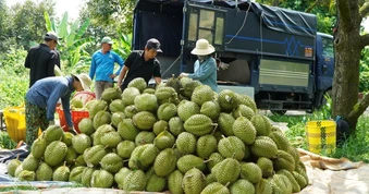 Đắk Lắk lần đầu tổ chức đấu giá sầu riêng tại vườn