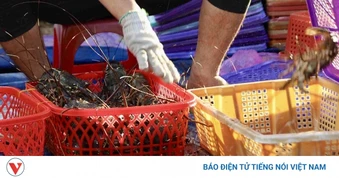 Đắk Lắk xử lý 5 vụ mua bán tôm hùm giống nhập lậu, tiêu hủy hơn 343.000 con