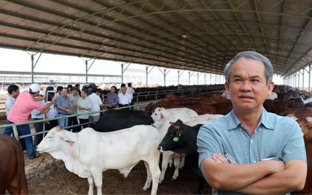 Đàn bò của bầu Đức Đàn bò của bầu Đức
