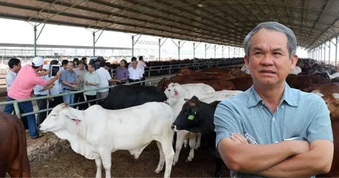 Đàn bò của bầu Đức