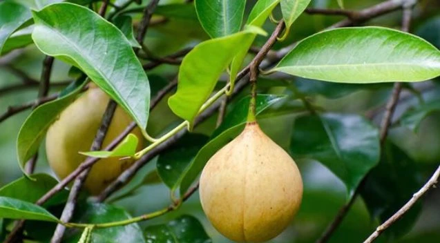 Đắt hơn sầu riêng, loại quả quý hiếm của Việt Nam vừa đón tin vui đầu năm: Xuất khẩu tăng mạnh 52%, trồng ít nhất 3 năm mới được thu hoạch Đắt hơn sầu riêng, loại quả quý hiếm của Việt Nam vừa đón tin vui đầu năm: Xuất khẩu tăng mạnh 52%, trồng ít nhất 3 năm mới được thu hoạch