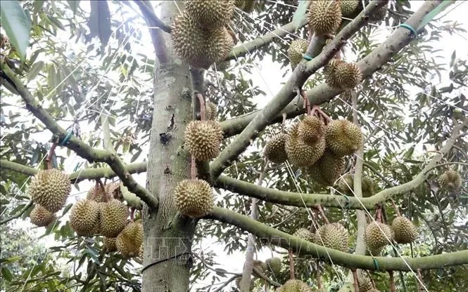 Đẩy mạnh số hóa dữ liệu vùng trồng sầu riêng Đẩy mạnh số hóa dữ liệu vùng trồng sầu riêng