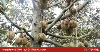 Đẩy mạnh số hóa dữ liệu vùng trồng sầu riêng