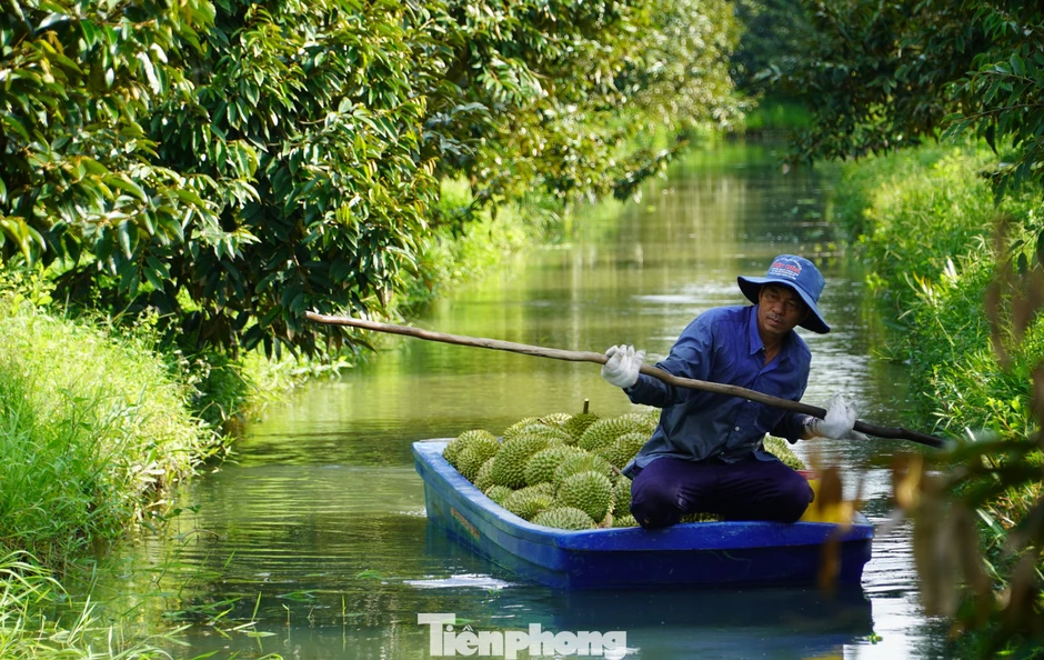 Đề nghị Bộ Công an vào cuộc xử lý việc mua bán mã số vùng trồng Đề nghị Bộ Công an vào cuộc xử lý việc mua bán mã số vùng trồng