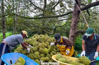Đề nghị Bộ Công an vào cuộc xử lý việc mua bán mã số vùng trồng
