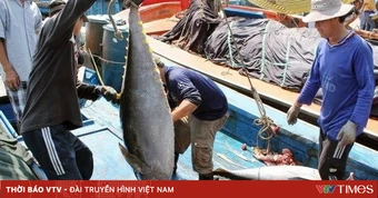 Đề xuất xây trung tâm đấu giá cá ngừ đầu tiên